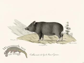 Cuvier 246 Pig Of Good Hope